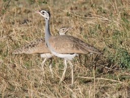 Bologonja_Seronera2009-16